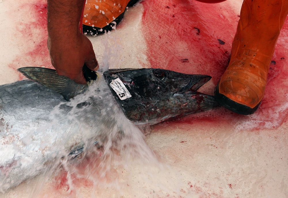 bleeding out wahoo Alijos Rocks long-range fishing trip