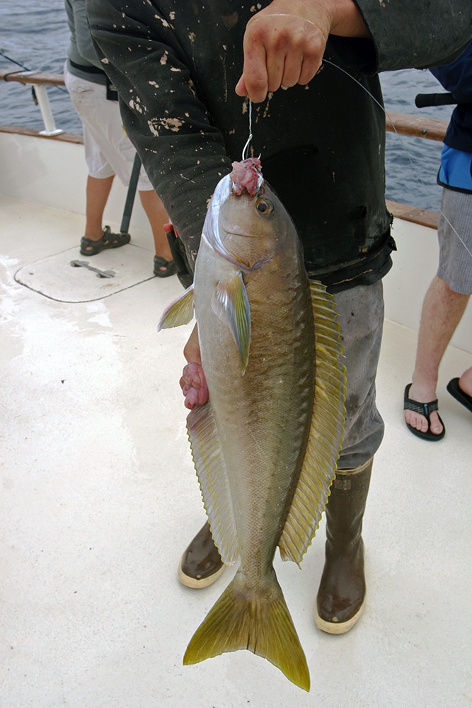 ocean whitefish holdup Alijos Rocks long-range fishing trip