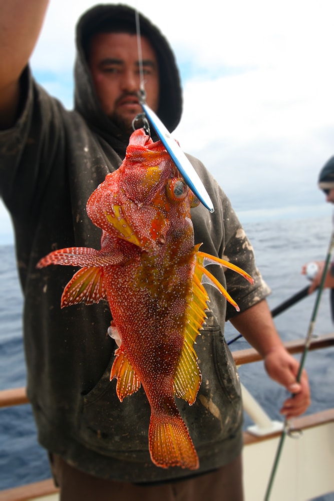 spotback scorpionfish caught with metal jig lure Alijos Rocks long-range fishing trip