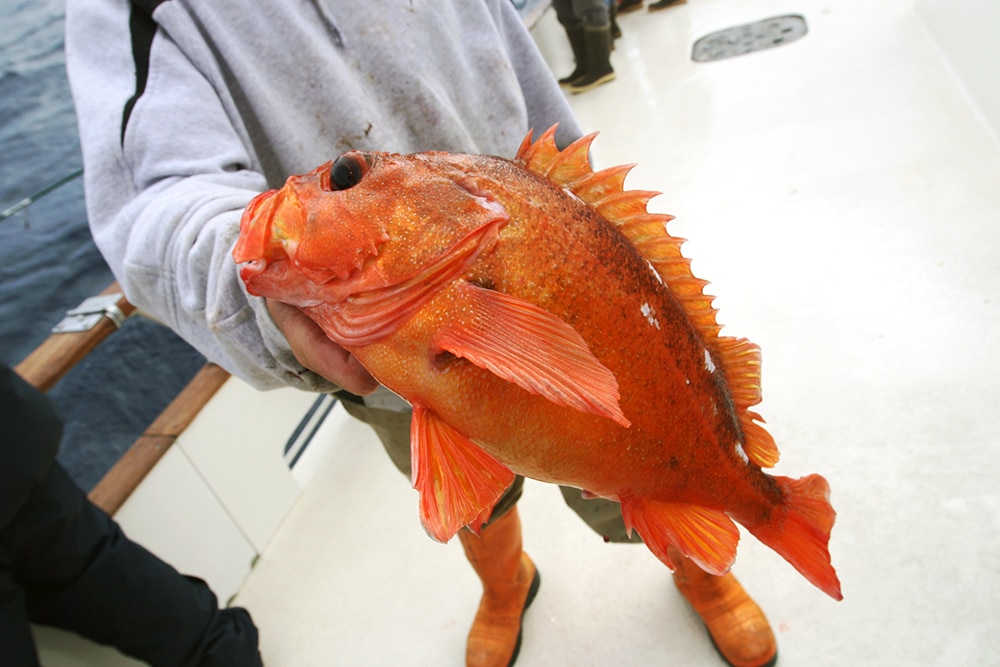 holding rockfish Alijos Rocks long-range fishing trip