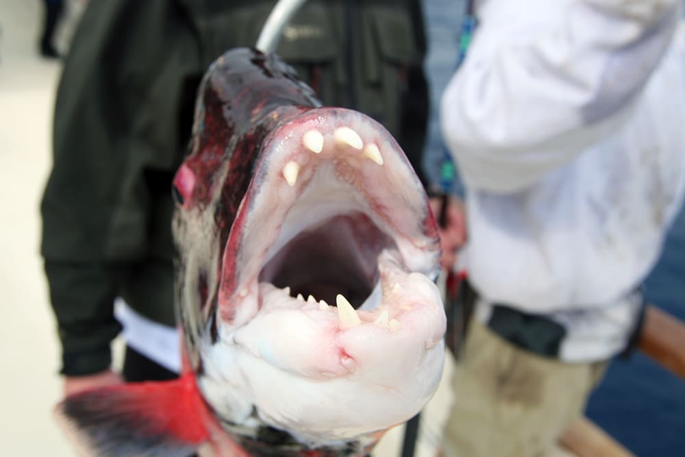 California sheephead mouth Alijos Rocks long-range fishing trip