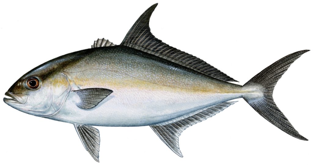 almaco jack fish illustration
