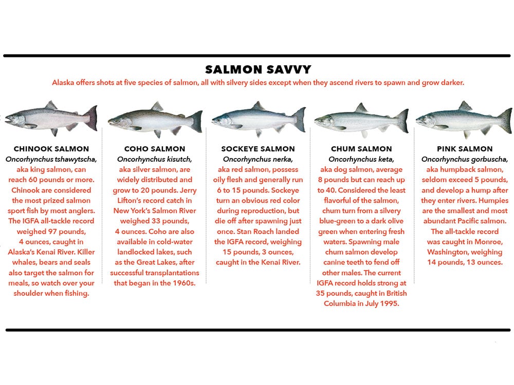 salmon savy