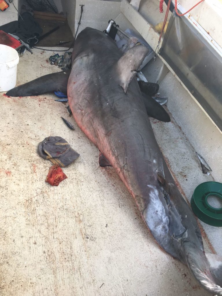 Great white shark jumped into small fishing boat