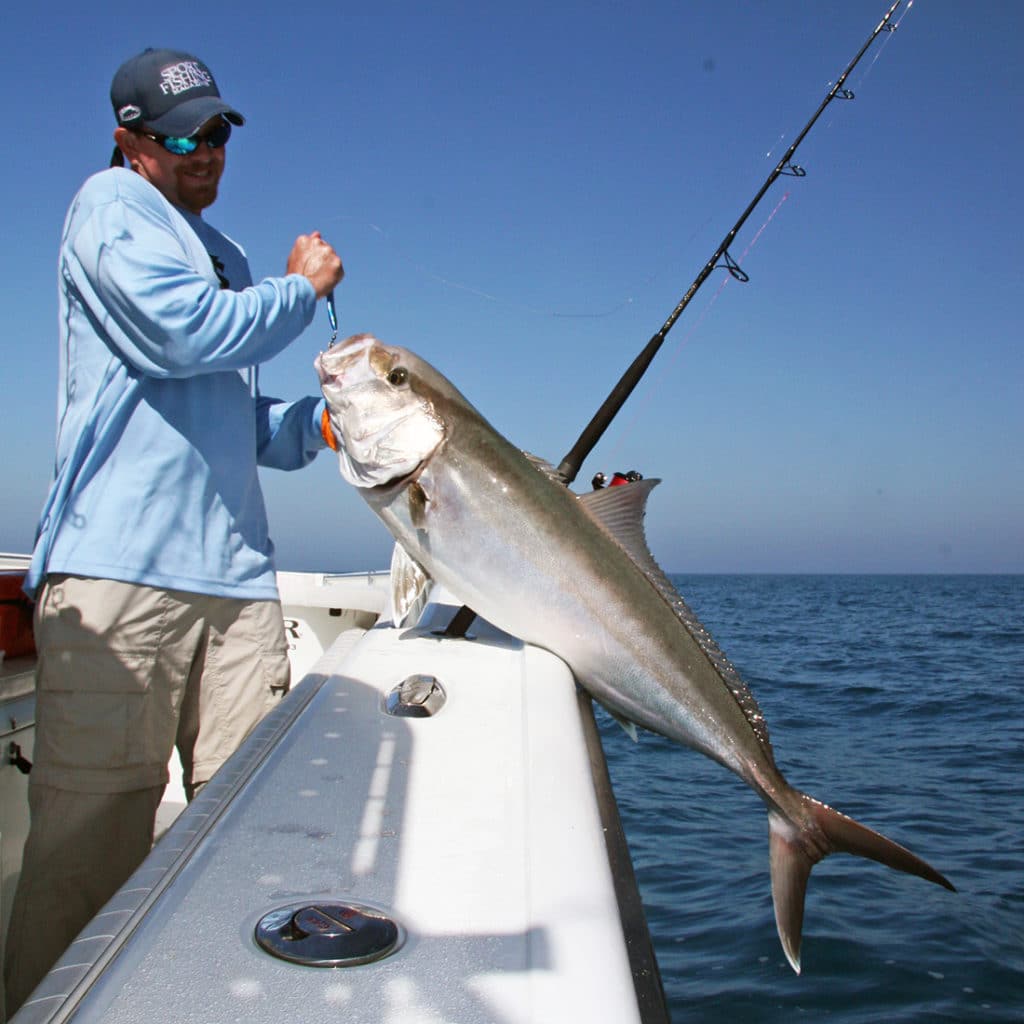 amberjack catch