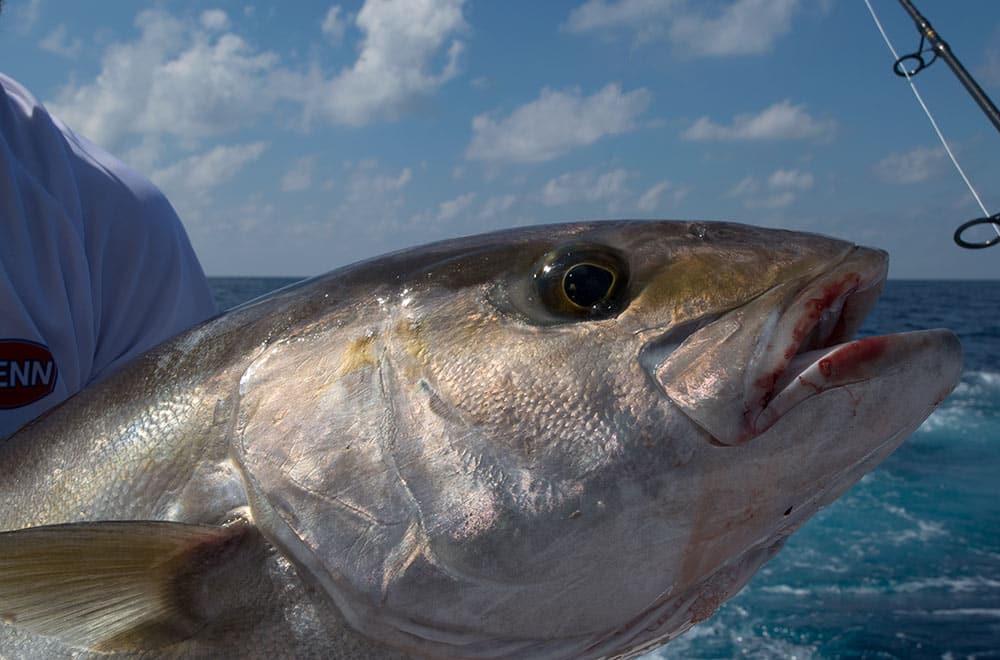 Amberjack Rules Head Shot