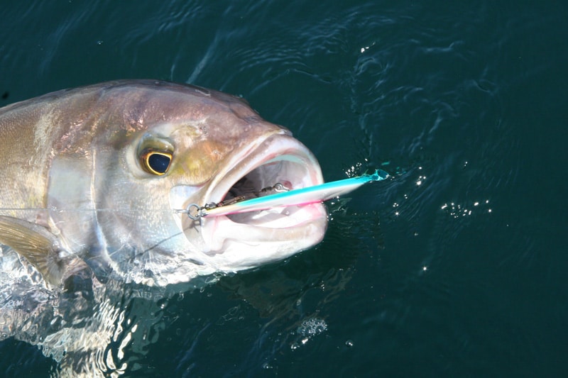 amberjack_gulf_of_mexico_louisiana.jpg