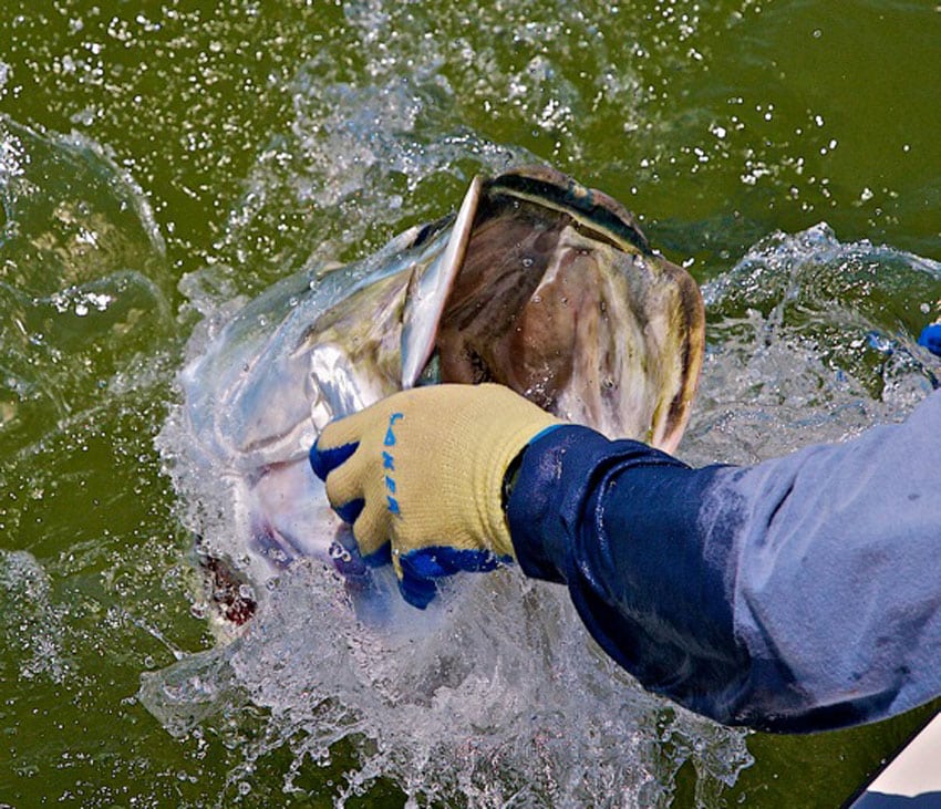 an everglades tarpon about to be released.jpg