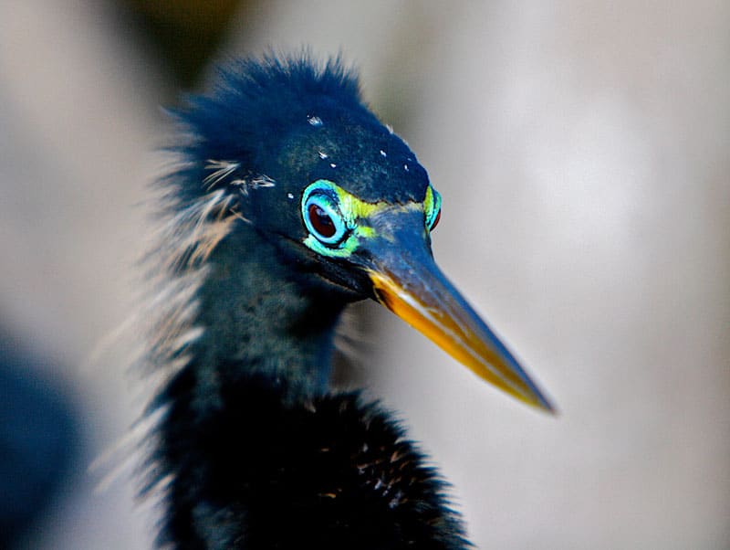 anhinga-in-mating-colors..jpg