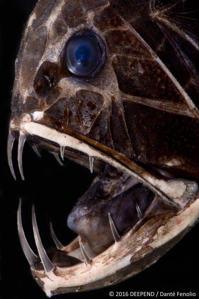 A deep-sea monster, the fangtooth