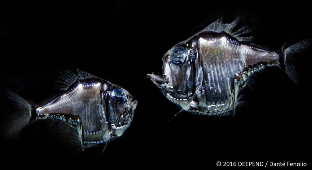 A deep-sea monster, the hatchetfish