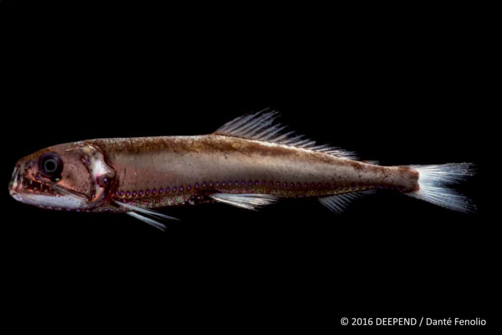 A deep-sea monster, the snaggletooth dragonfish