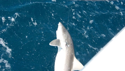 atlantic-sharpnose.jpg