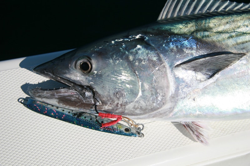 atlantic_bonito_gulf_of_mexico_off_lousiana.jpg