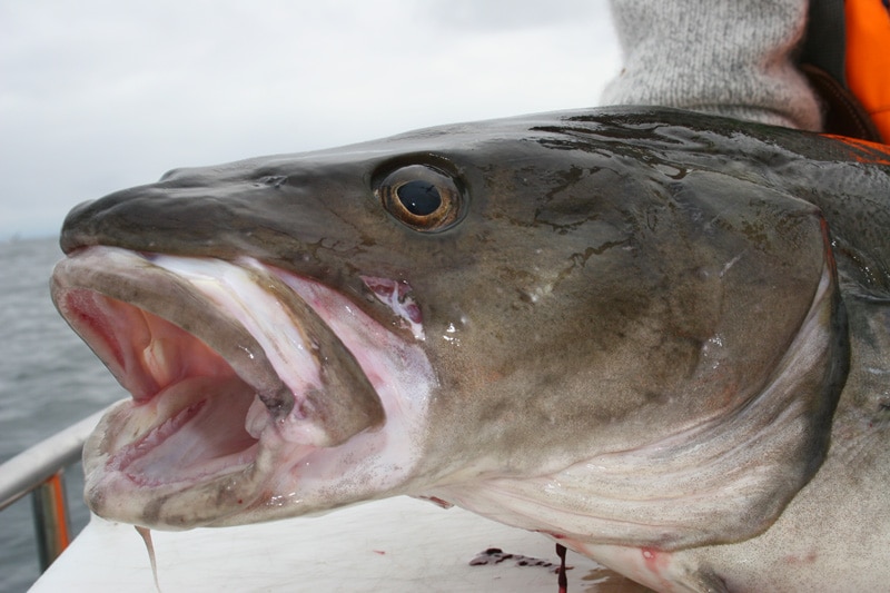 atlantic_cod_soroya_norway.jpg