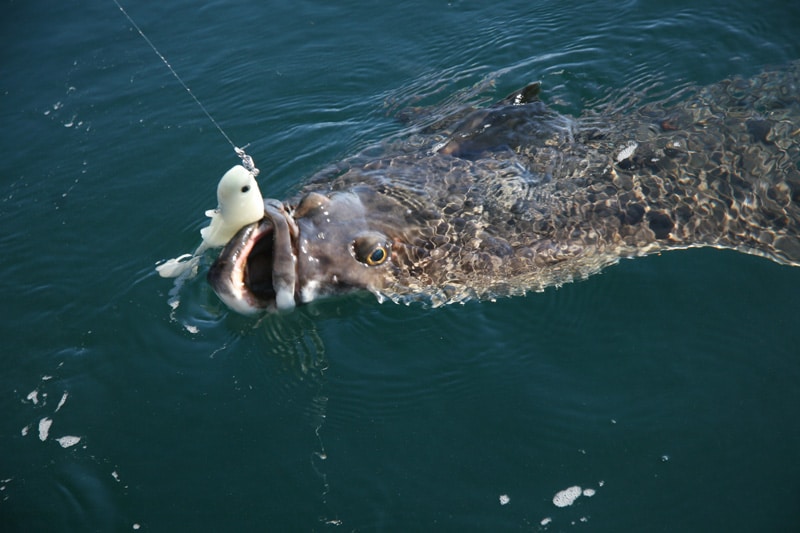 atlantic_halibut_tromso_norway.jpg