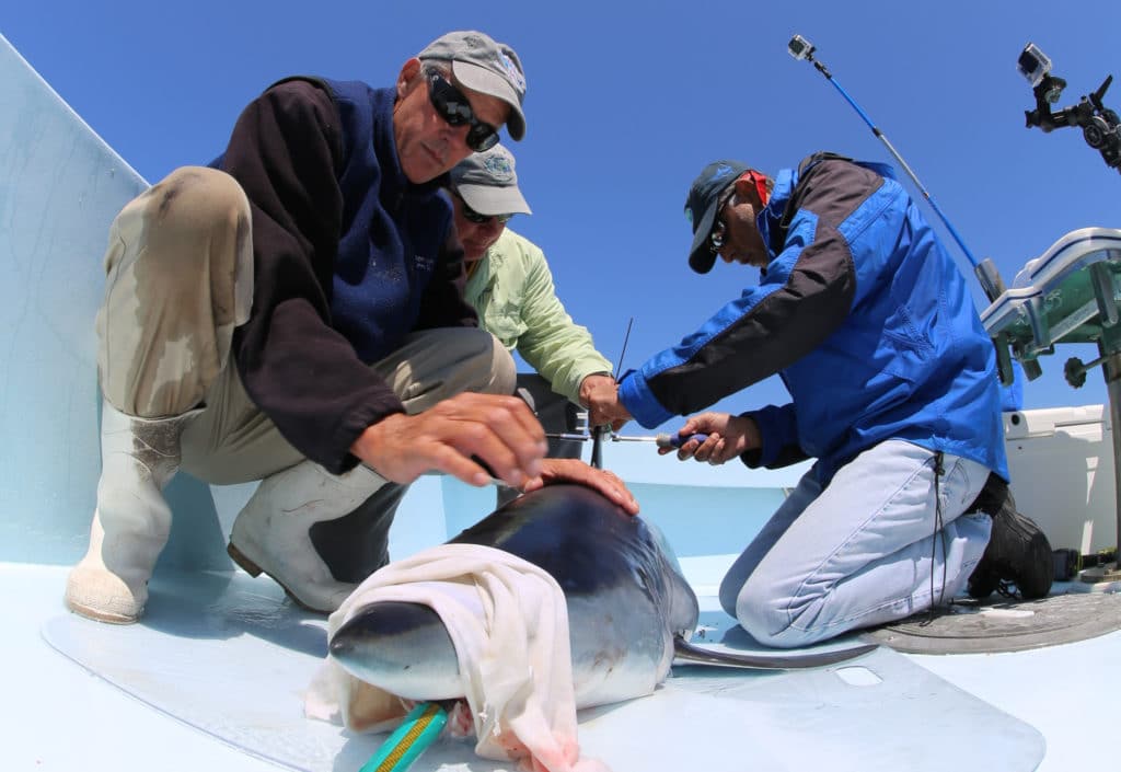 tagged mako shark