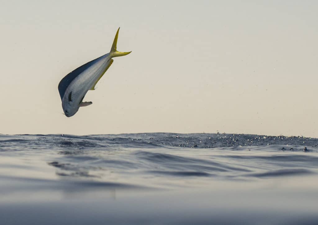 Leaping mahi photograhed from the surface