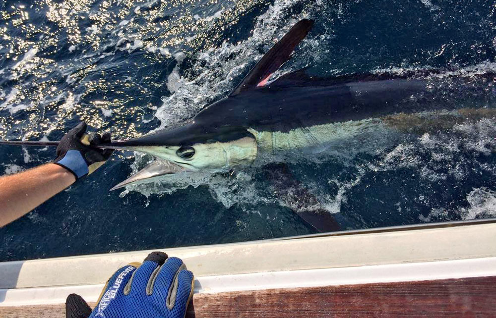 Capt. Peter Bacon, a Sport Fishing Charter Captain of the Year 2017, releases a billfish