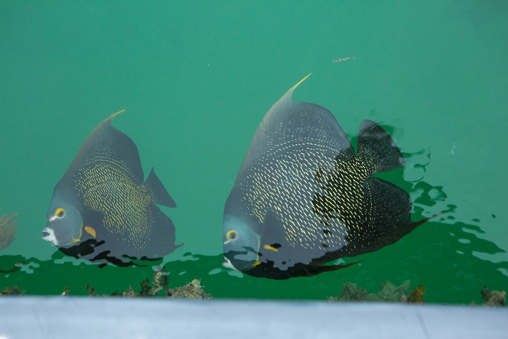 angelfish