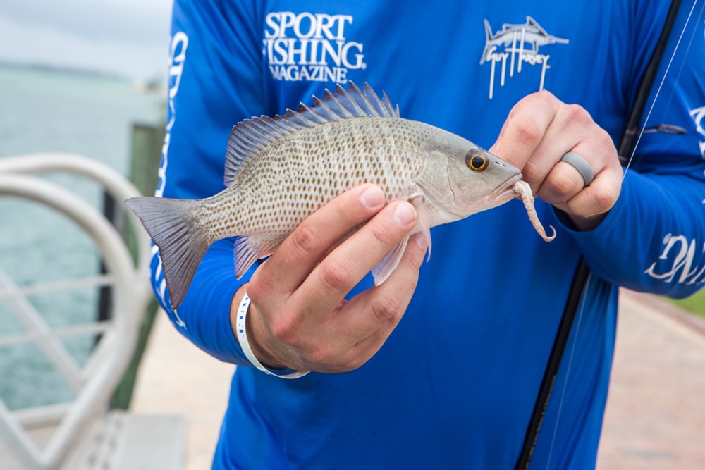 mangrove snapper catch