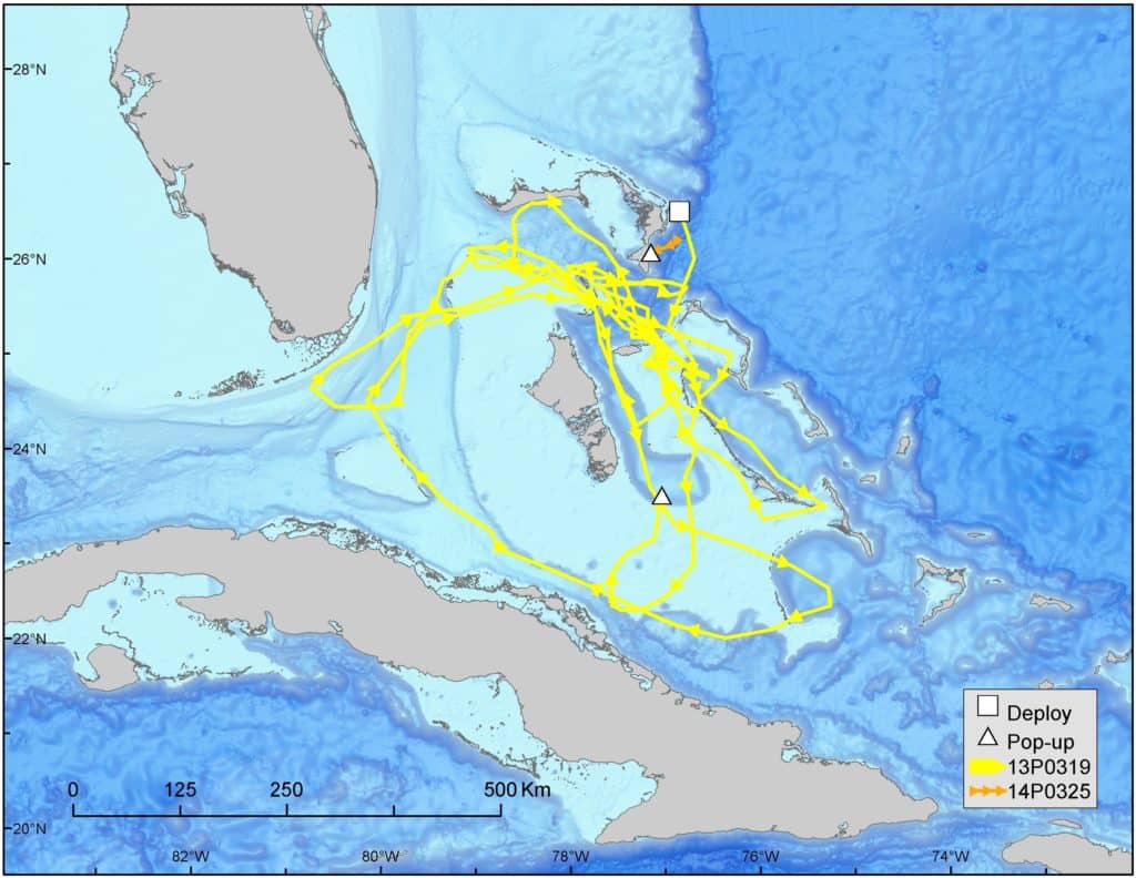 blue marlin movements