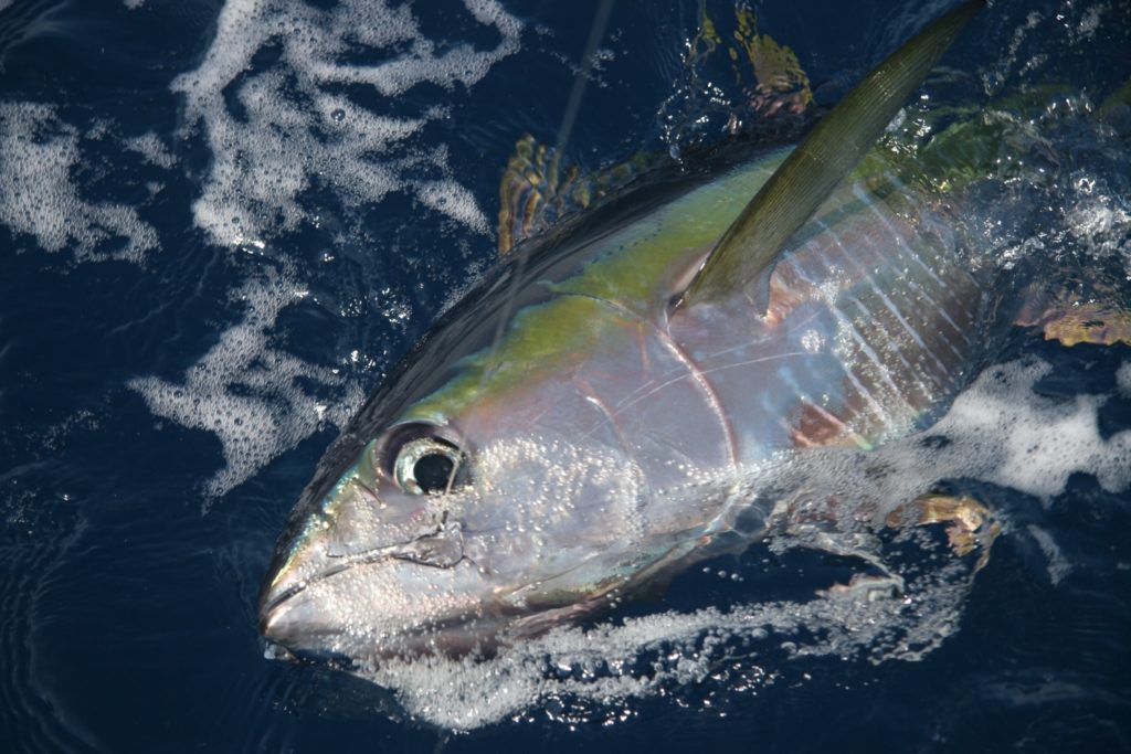 yellowfin tuna - the Bahamas