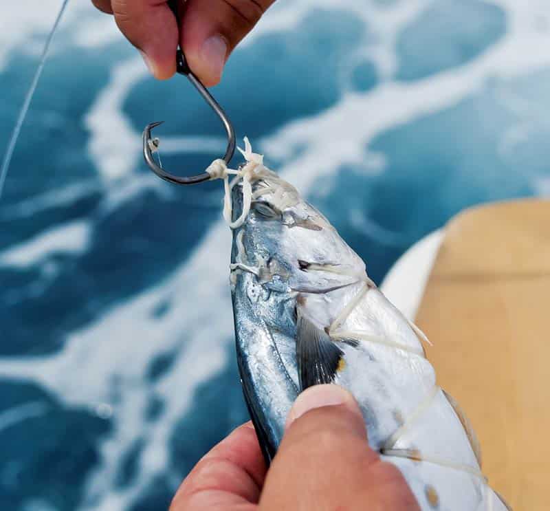Bait Versus Plastic for Marlin Fishing