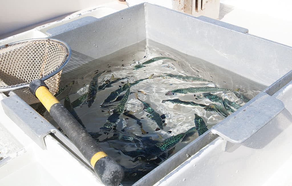 long range fishing bait tank
