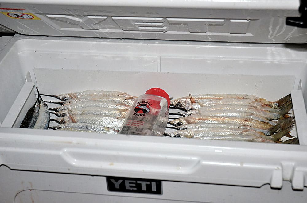 Bigeye Tuna Baits in Cooler