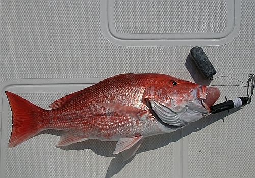 red snapper showing barotrauma
