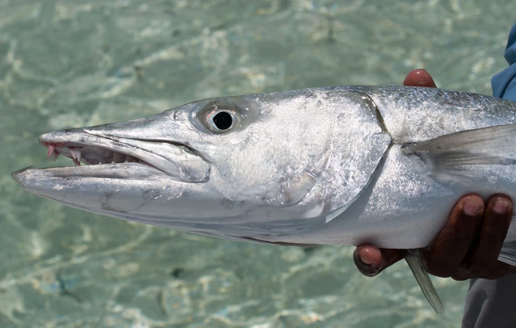 barracuda on the flats