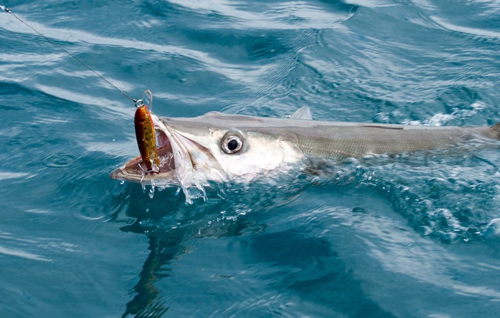 barracuda