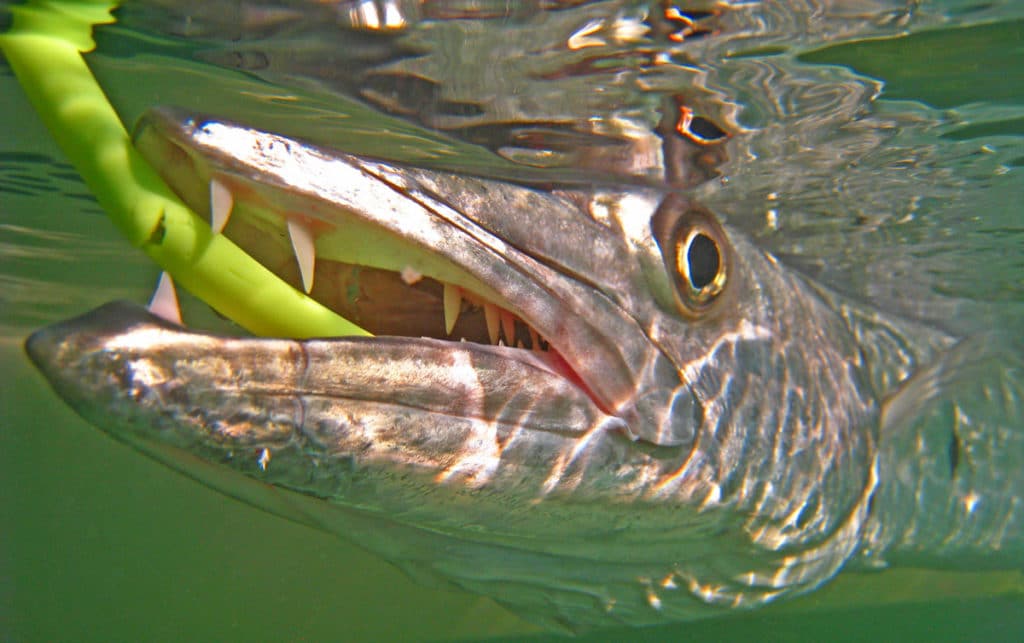 Barracuda caught fishing tube lure