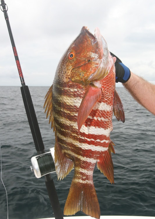 barred_pargo_isles_las_perlas_panama.jpg