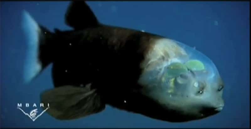 Barreleye fish