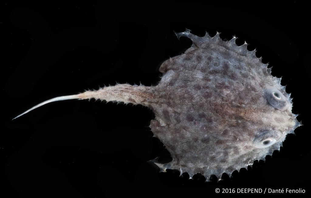 A deep-sea monster, the batfish