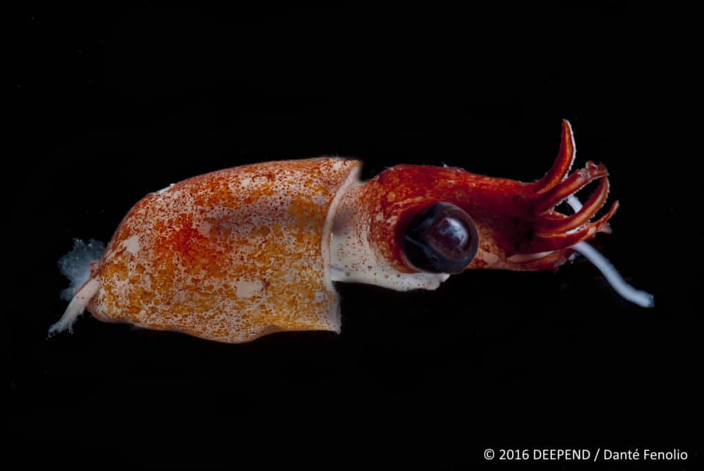 A deep-sea monster, a squid from the abyss