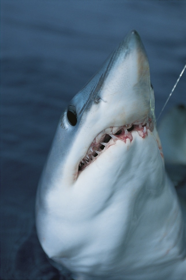 A mako shark smiles for the camera off New Zealand