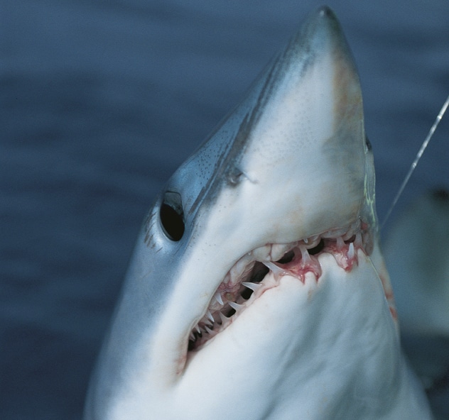 Releasing a baby mako shark caught while fishing