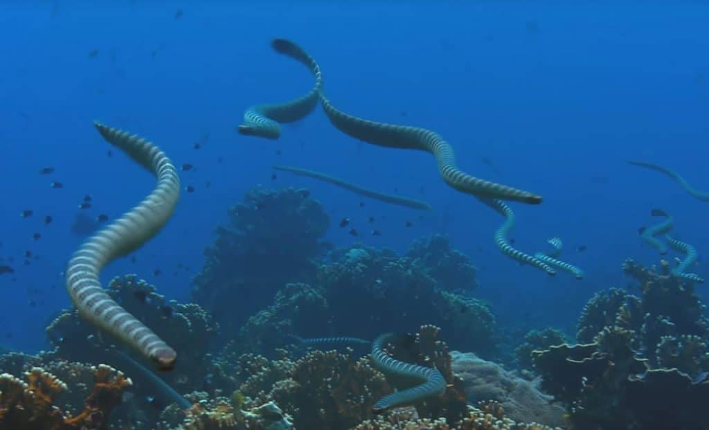 Sea snake swimming underwater