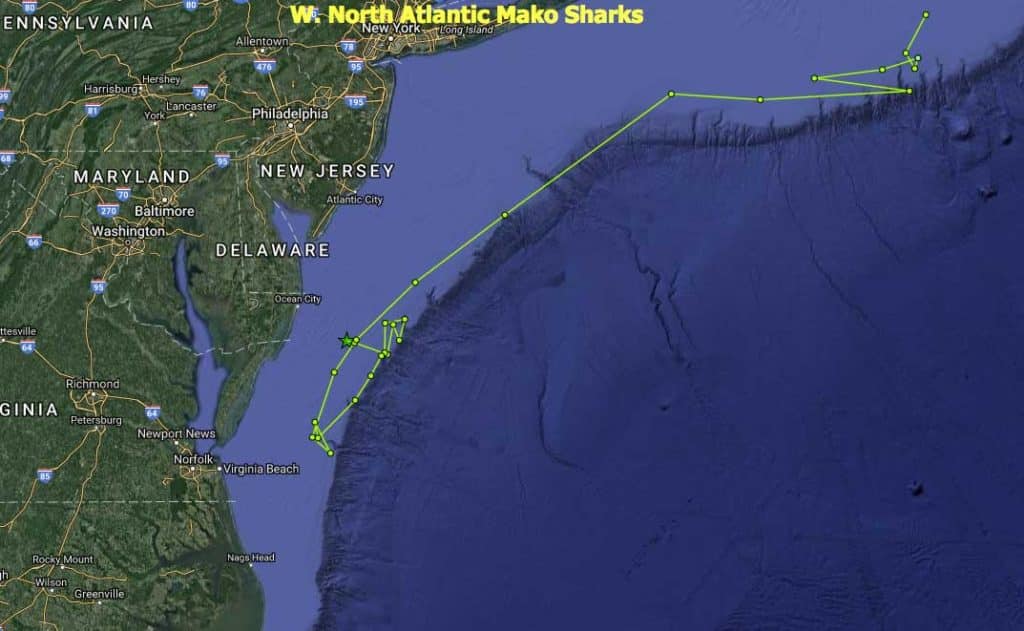 mako shark track