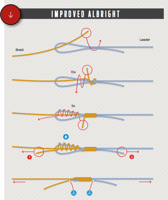 How to tie an improved albright fishing knot illustration