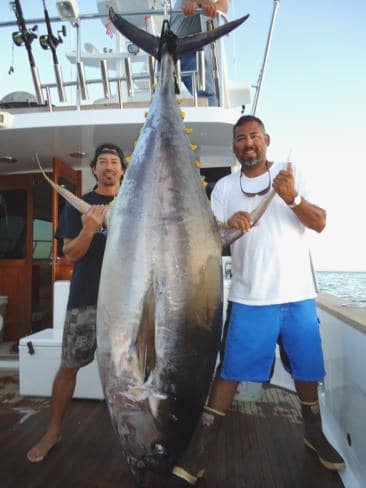 big yellowfin tuna blog