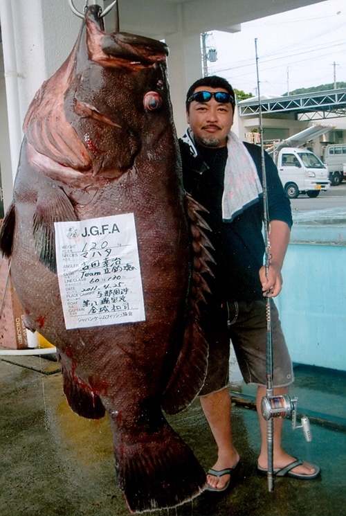 264-pound, 8-ounce convict grouper