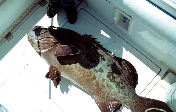 113-pound gulf grouper