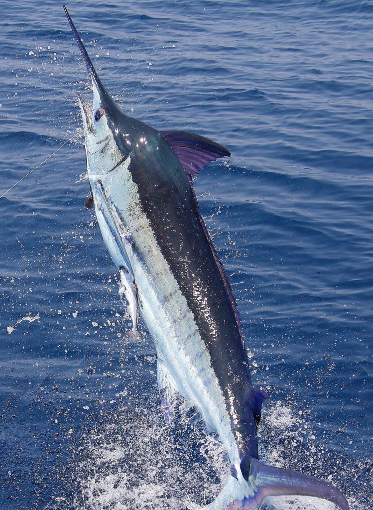 Capt Brad Philipps - record for billfish releases, a big blue marlin leaps