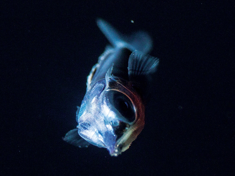 billfish larva