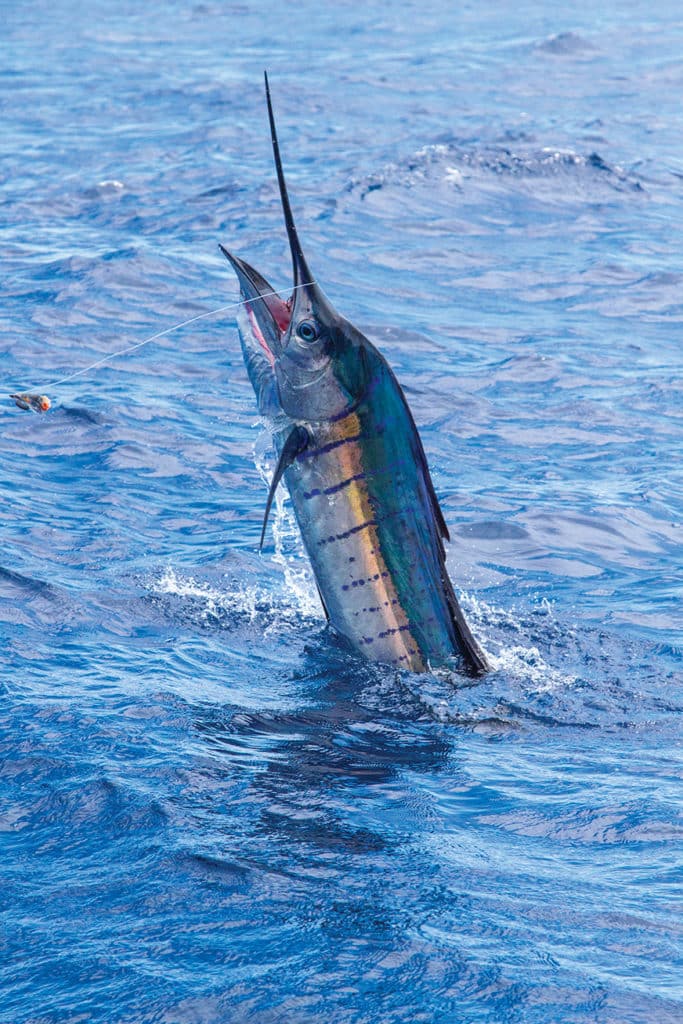 billfish in the water