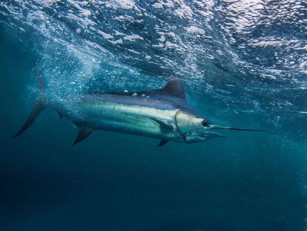 Billfish Swimming Near Surface